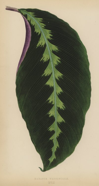 Maranta Warsewiczii by English School